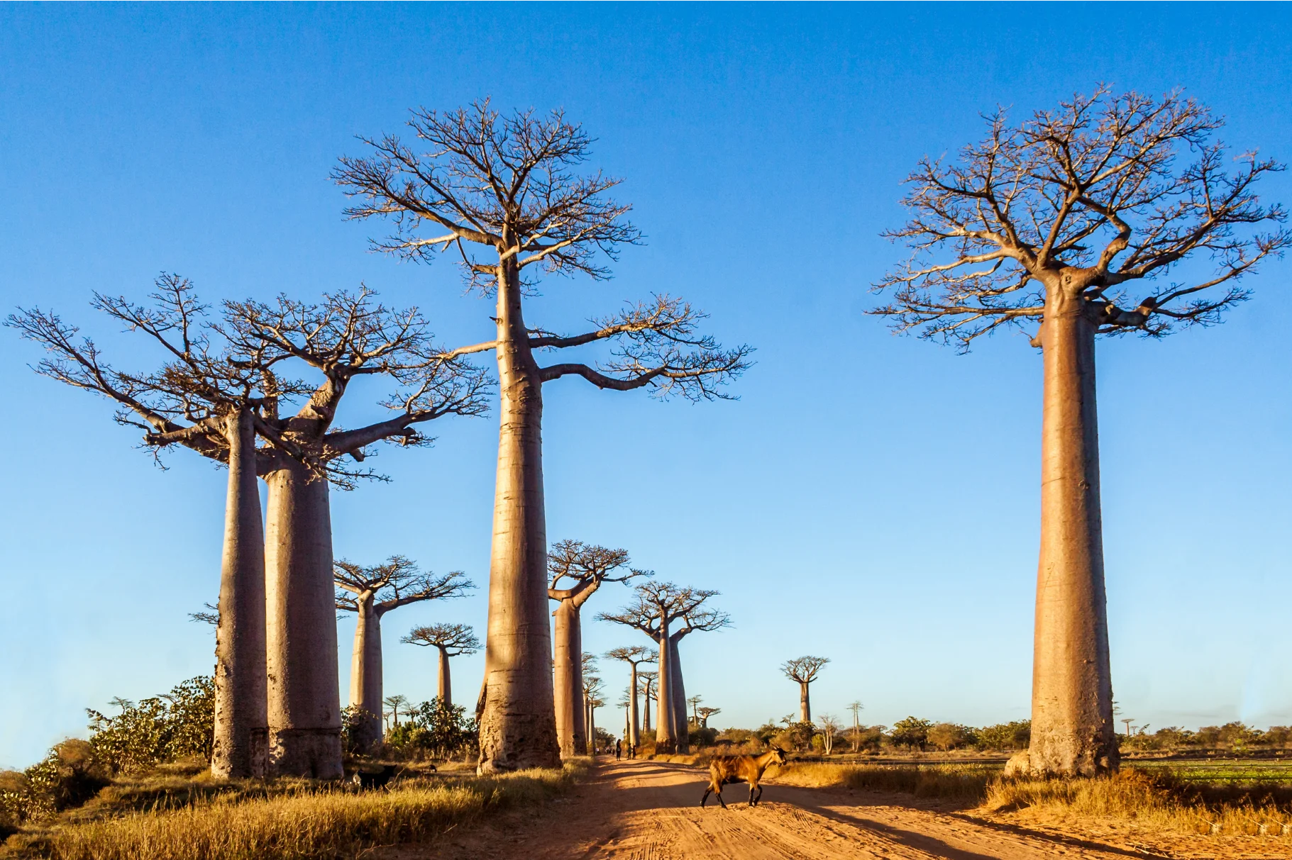Baobab Ağacı Afrika Yaşam Ağacı