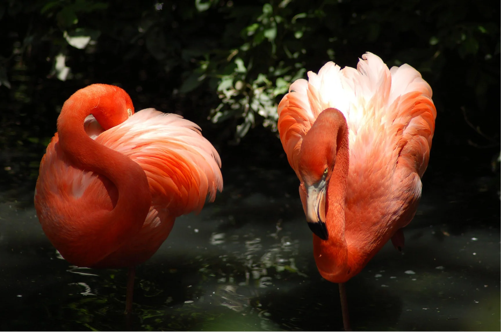 Flamingo Sembolü ve Güneş Tanrısı Ra