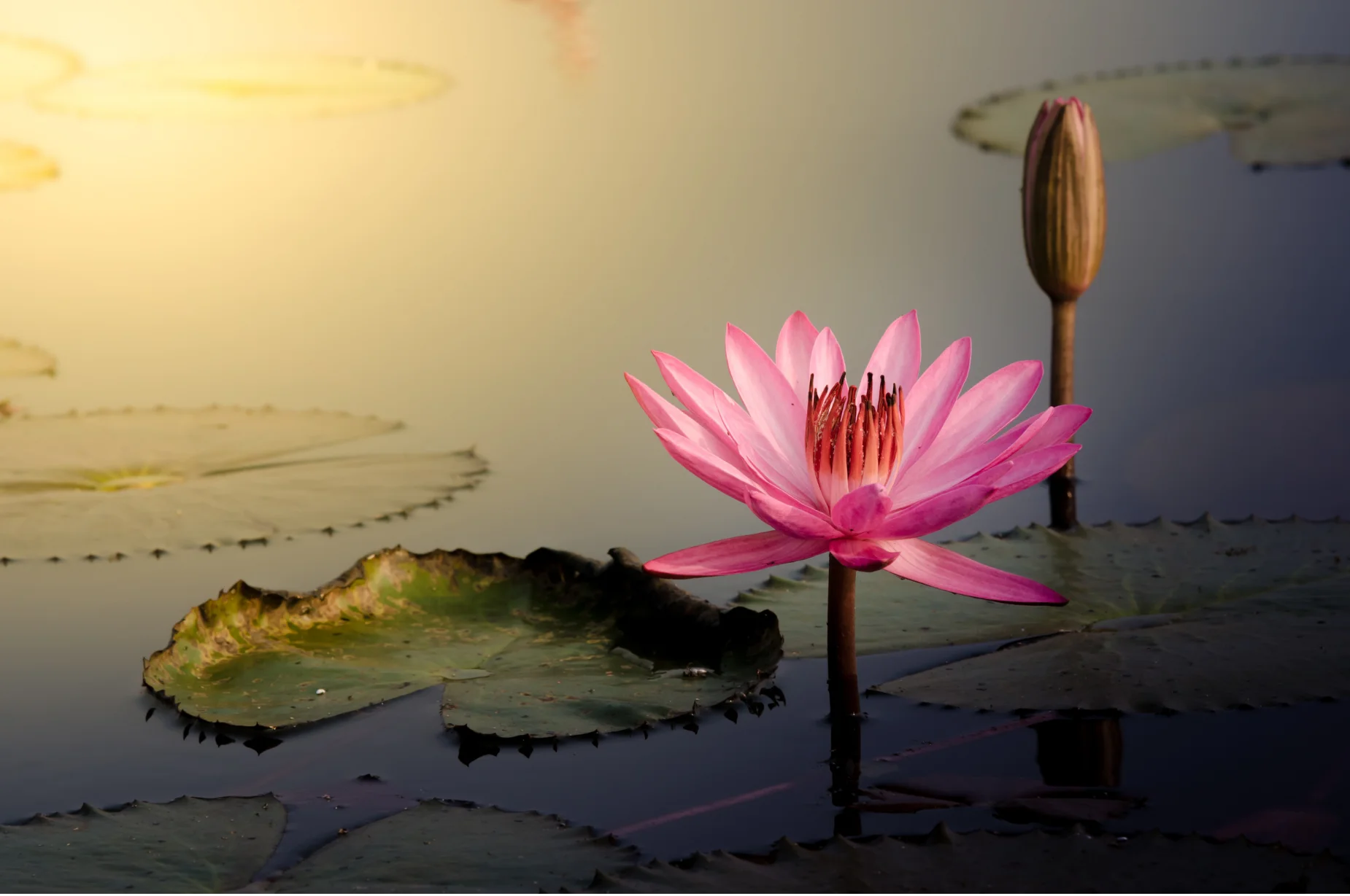 Lotus Çiçeği Aydınlanma ve Saflık Sembolü
