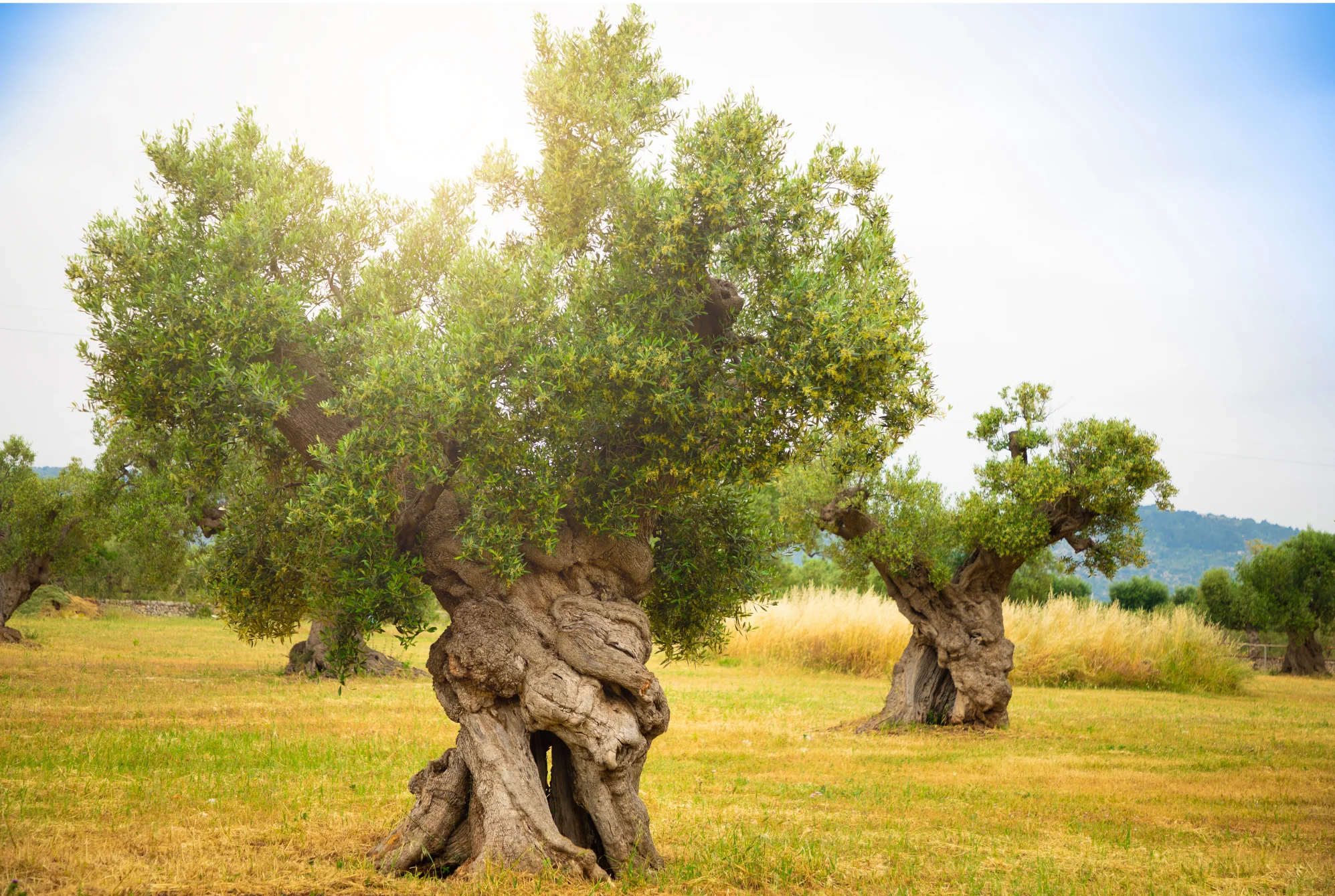 Zeytin Ağacı Barış ve Bilgelik Sembolü